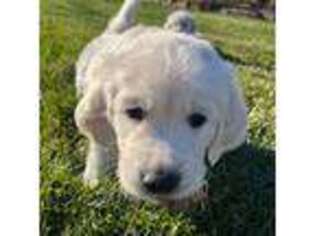 Mutt Puppy for sale in Hartville, OH, USA