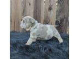Bulldog Puppy for sale in Maywood, CA, USA