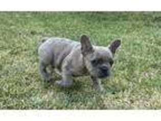 French Bulldog Puppy for sale in Alta Loma, CA, USA