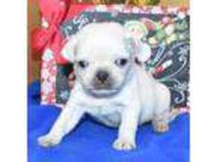Pug Puppy for sale in Grovespring, MO, USA