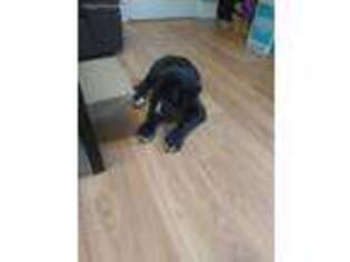 Great Dane Puppy for sale in Helper, UT, USA