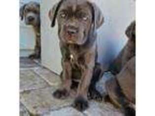 Cane Corso Puppy for sale in Saint Augustine, FL, USA