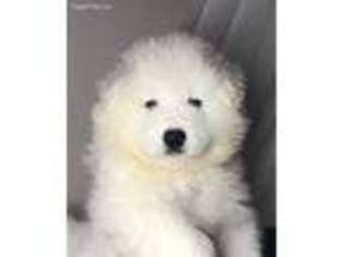 Samoyed Puppy for sale in San Francisco, CA, USA