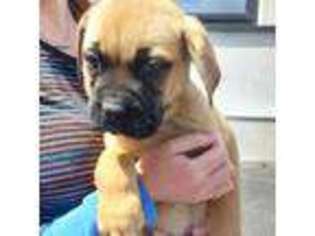 Bullmastiff Puppy for sale in Rock Falls, IL, USA