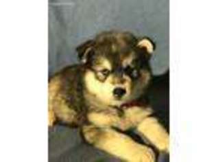 Siberian Husky Puppy for sale in Blackstock, SC, USA