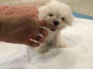 Maltese Puppy for sale in Hesperia, CA, USA
