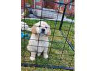 Golden Retriever Puppy for sale in Orem, UT, USA