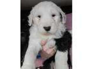 Mutt Puppy for sale in Ford City, PA, USA