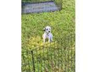 Dalmatian Puppy for sale in Beaumont, TX, USA