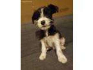 Mutt Puppy for sale in West Olive, MI, USA