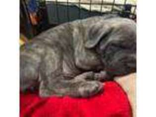 Cane Corso Puppy for sale in Commerce City, CO, USA