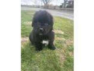 Newfoundland Puppy for sale in Forest, OH, USA