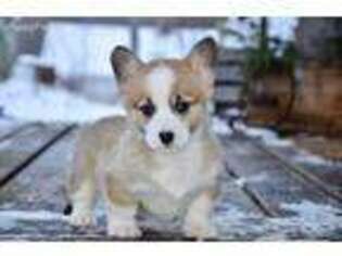 Pembroke Welsh Corgi Puppy for sale in Lake City, MI, USA
