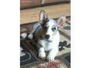Pembroke Welsh Corgi Puppy for sale in Ridgeway, WI, USA