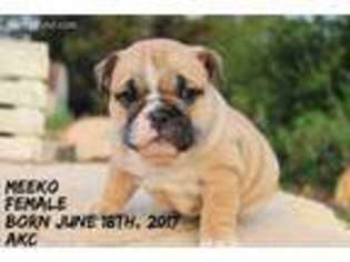 Bulldog Puppy for sale in Akron, PA, USA