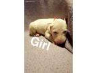 Bull Terrier Puppy for sale in Newport News, VA, USA
