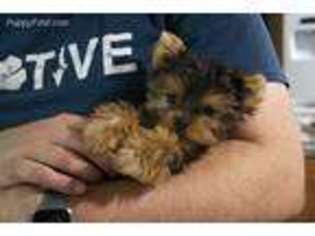 Yorkshire Terrier Puppy for sale in Albion, MI, USA