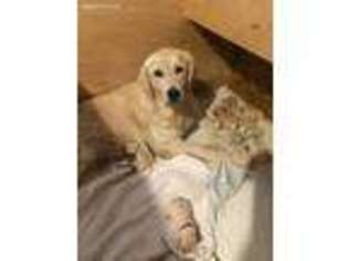 Golden Retriever Puppy for sale in New Haven, VT, USA