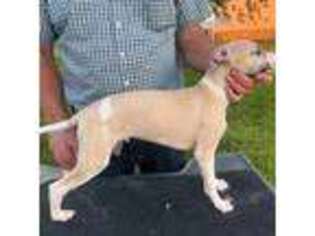 Whippet Puppy for sale in Woodstock, IL, USA