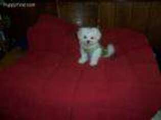 Maltese Puppy for sale in Edmonton, KY, USA