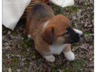 Pembroke Welsh Corgi Puppy for sale in Normalville, PA, USA