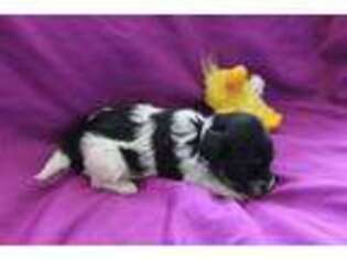 Havanese Puppy for sale in Fernwood, ID, USA