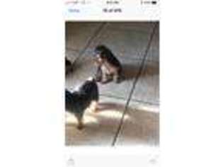 Yorkshire Terrier Puppy for sale in Clovis, CA, USA
