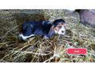 Basset Hound Puppy for sale in Kintyre, ND, USA