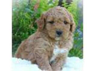 Labradoodle Puppy for sale in Milton, PA, USA