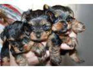 Yorkshire Terrier Puppy for sale in San Pedro, CA, USA