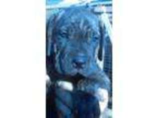 Cane Corso Puppy for sale in Middletown, OH, USA
