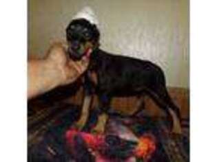 Doberman Pinscher Puppy for sale in Stockton, MO, USA