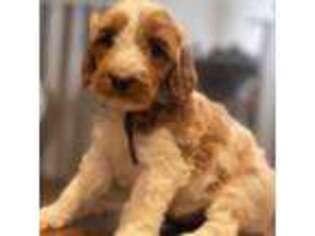 Goldendoodle Puppy for sale in Yorba Linda, CA, USA