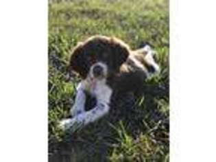 Brittany Puppy for sale in Garber, IA, USA