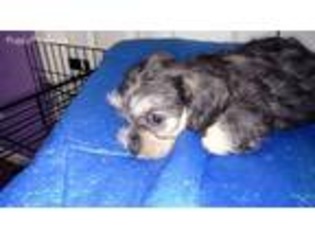 Dandie Dinmont Terrier Puppy for sale in Marion, IA, USA