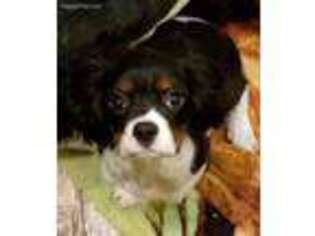 Cavalier King Charles Spaniel Puppy for sale in Stamping Ground, KY, USA