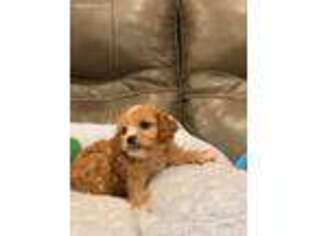 Cavapoo Puppy for sale in BILLINGS, MO, USA