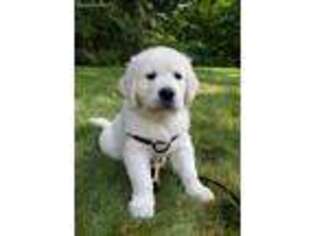 Golden Retriever Puppy for sale in Goshen, CT, USA