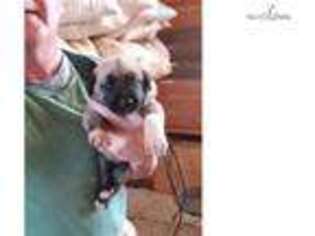 Anatolian Shepherd Puppy for sale in Greenville, SC, USA