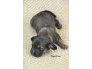 Dachshund Puppy for sale in Augusta, MI, USA