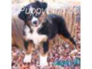 Australian Shepherd Puppy for sale in Cedar City, UT, USA