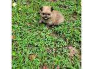 Pomeranian Puppy for sale in Lawrenceville, GA, USA