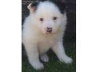 Border Collie Puppy for sale in Bolivar, MO, USA