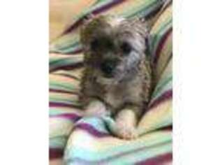 Chorkie Puppy for sale in Apple Valley, CA, USA