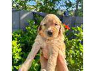 Goldendoodle Puppy for sale in La Mesa, CA, USA