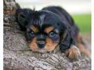 Cavalier King Charles Spaniel Puppy for sale in Arcade, NY, USA