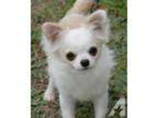 Chihuahua Puppy for sale in MACON, GA, USA
