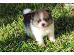 Pomeranian Puppy for sale in San Diego, CA, USA