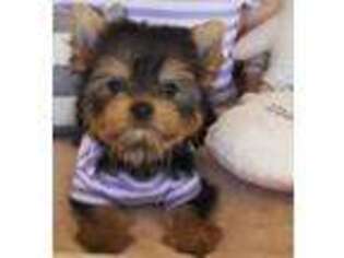 Yorkshire Terrier Puppy for sale in Hampton, NH, USA