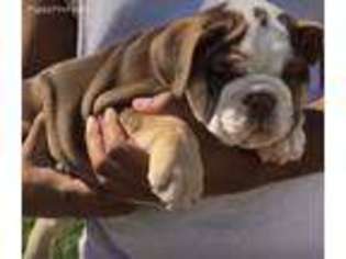 Bulldog Puppy for sale in Arab, AL, USA